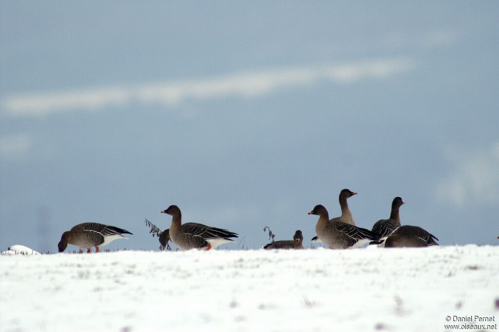 Taiga Bean Gooseadult post breeding, identification