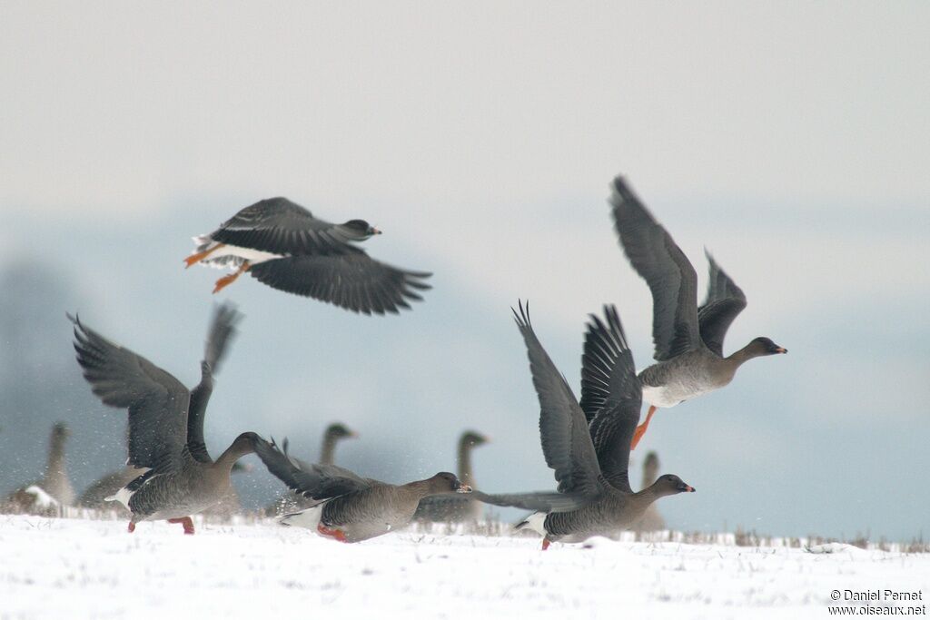 Taiga Bean Gooseadult post breeding, Flight