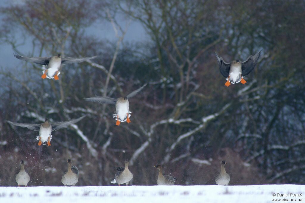 Taiga Bean Gooseadult post breeding, Flight