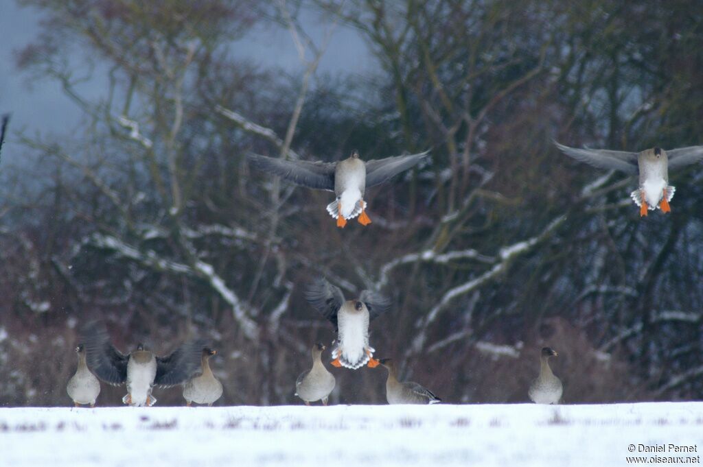 Taiga Bean Gooseadult post breeding, Flight