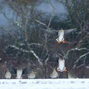 Taiga Bean Goose