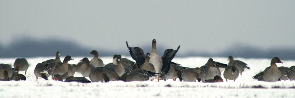 Taiga Bean Gooseadult post breeding, identification