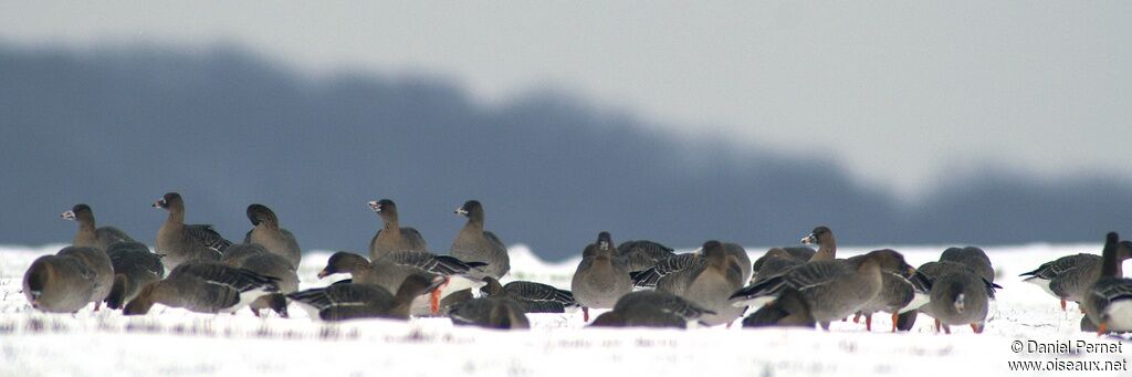 Taiga Bean Gooseadult post breeding, identification