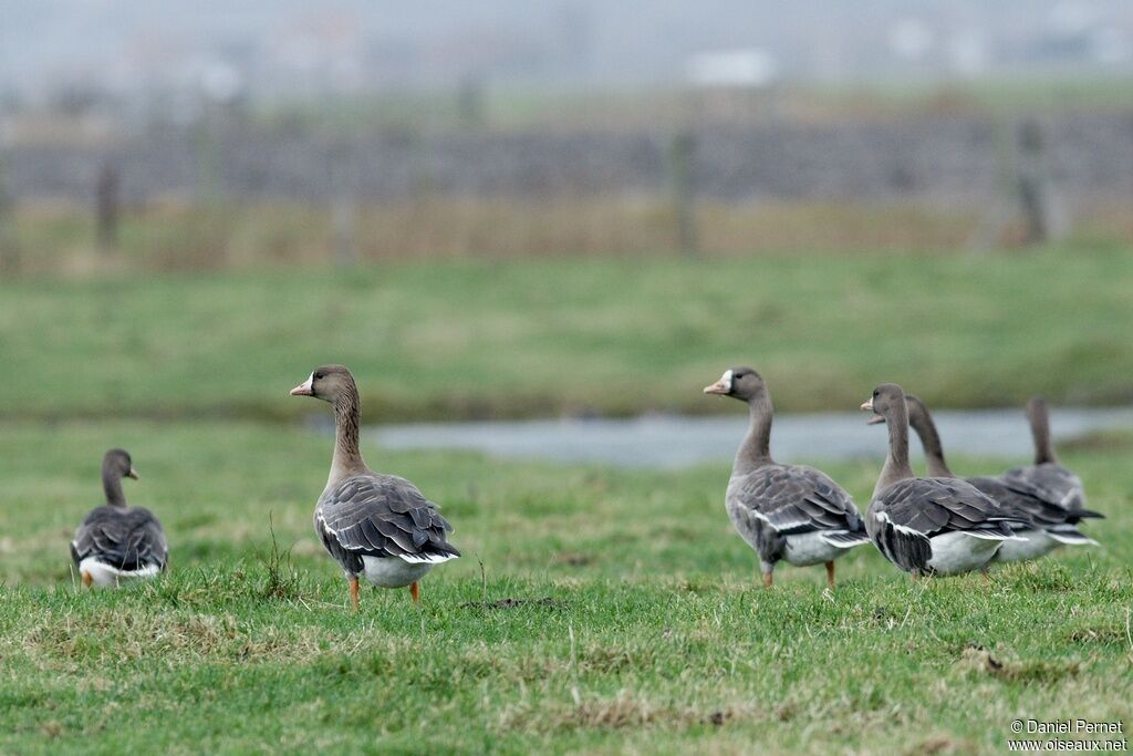 Greater White-fronted Gooseadult post breeding, identification