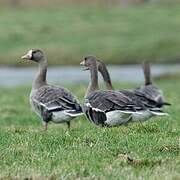 Greater White-fronted Goose