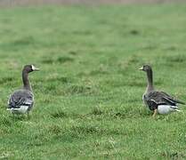 Greater White-fronted Goose