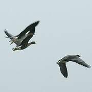 Greater White-fronted Goose