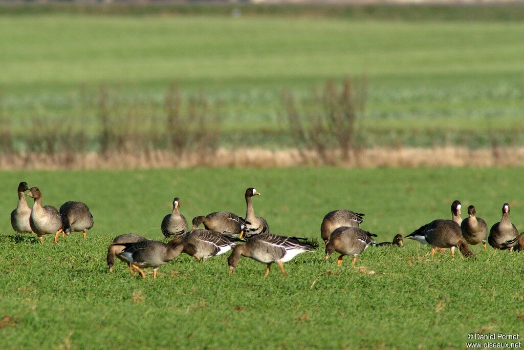 Greater White-fronted Gooseadult post breeding, identification