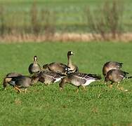 Greater White-fronted Goose