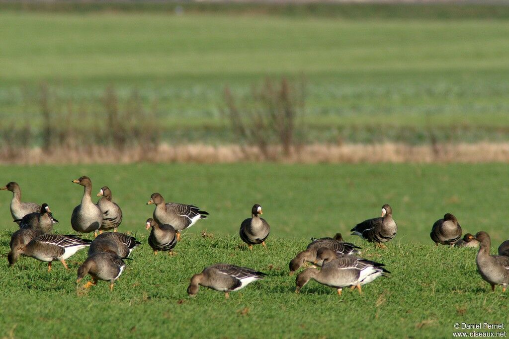 Greater White-fronted Gooseadult post breeding, identification, Behaviour