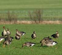 Greater White-fronted Goose