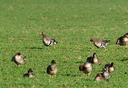 Greater White-fronted Goose