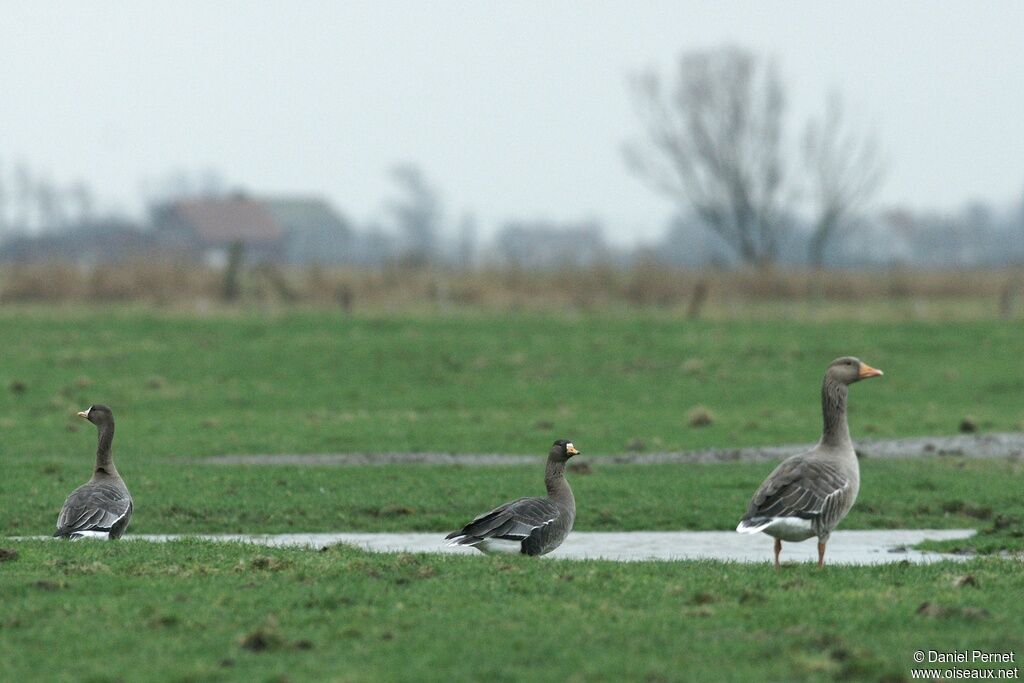 Greater White-fronted Gooseadult post breeding, identification