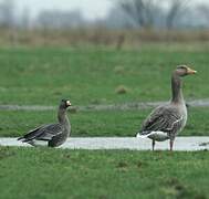 Greater White-fronted Goose