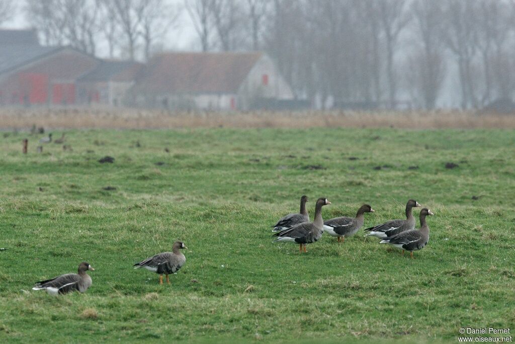 Greater White-fronted Gooseadult post breeding, identification