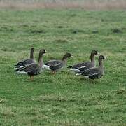 Greater White-fronted Goose