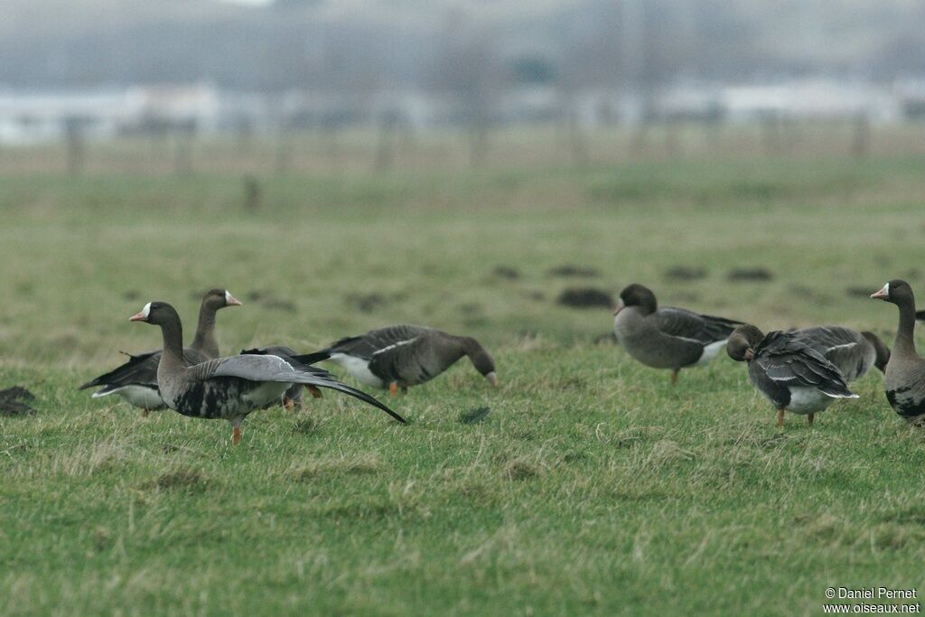 Greater White-fronted Gooseadult post breeding, identification