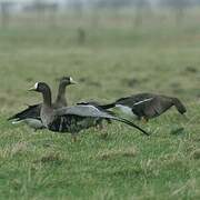 Greater White-fronted Goose