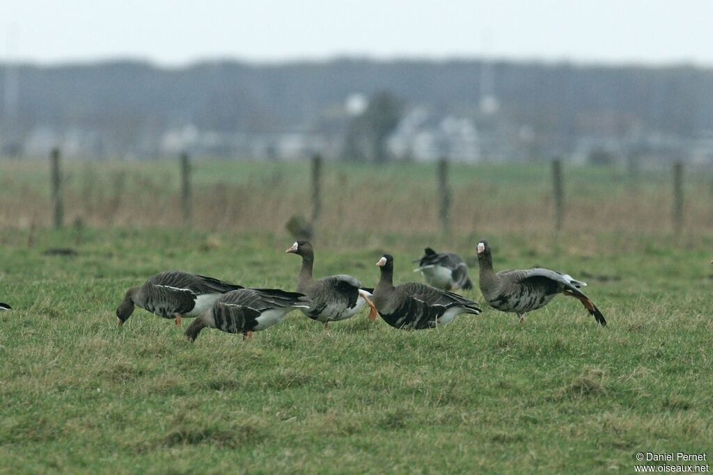 Greater White-fronted Gooseadult post breeding, identification