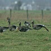 Greater White-fronted Goose