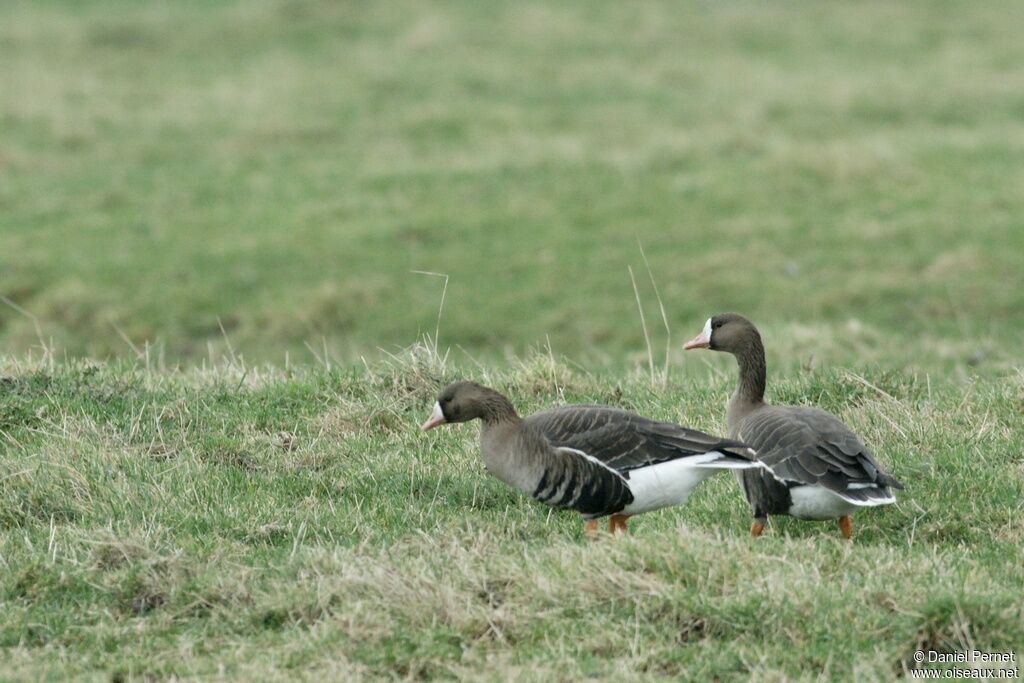 Greater White-fronted Gooseadult post breeding, identification