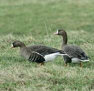 Greater White-fronted Goose