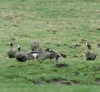 Greater White-fronted Goose