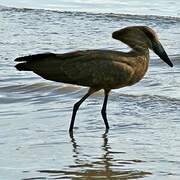 Hamerkop