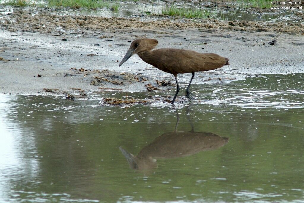 Hamerkop, identification