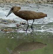 Hamerkop