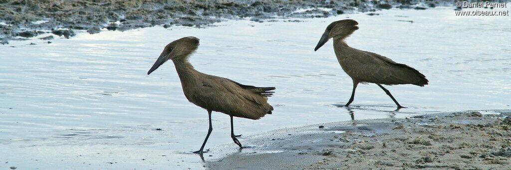 Hamerkop , identification