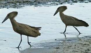 Hamerkop