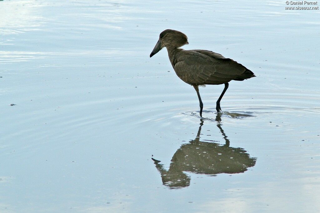 Hamerkop, identification