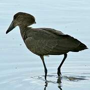 Hamerkop