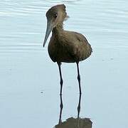 Hamerkop