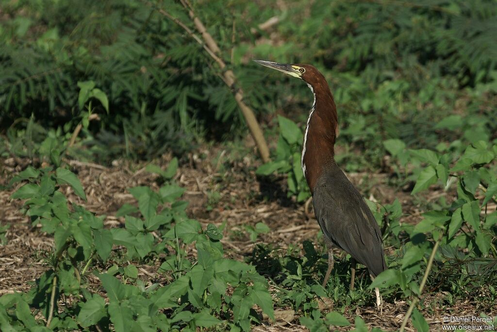 Onoré rayéadulte, identification