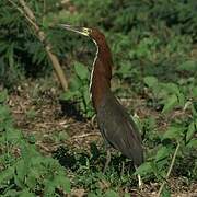 Rufescent Tiger Heron