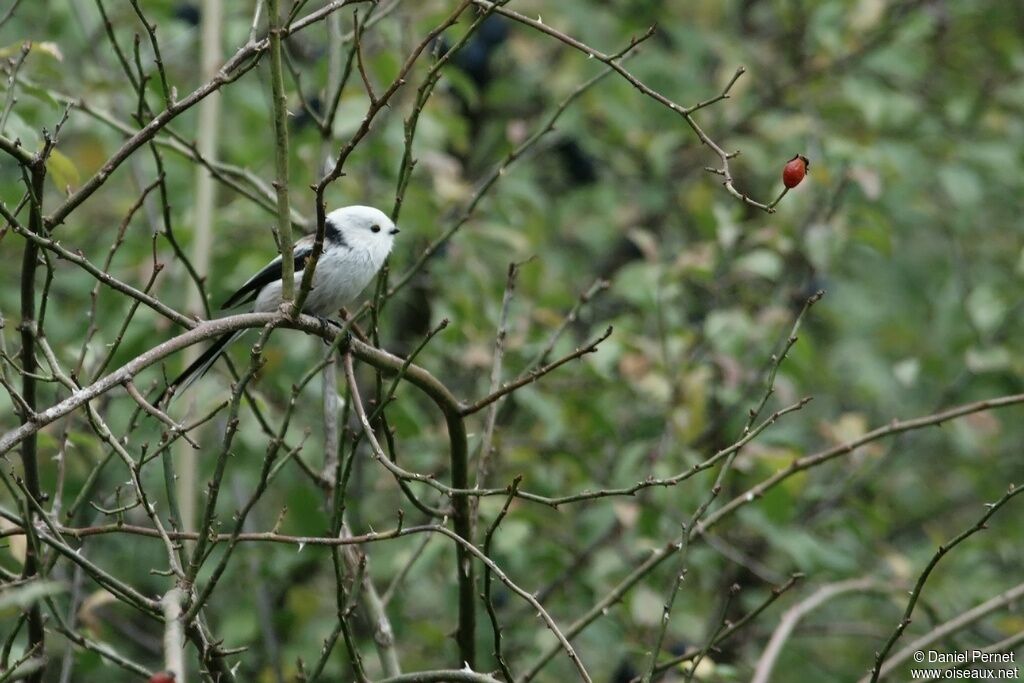 Long-tailed Titadult, identification