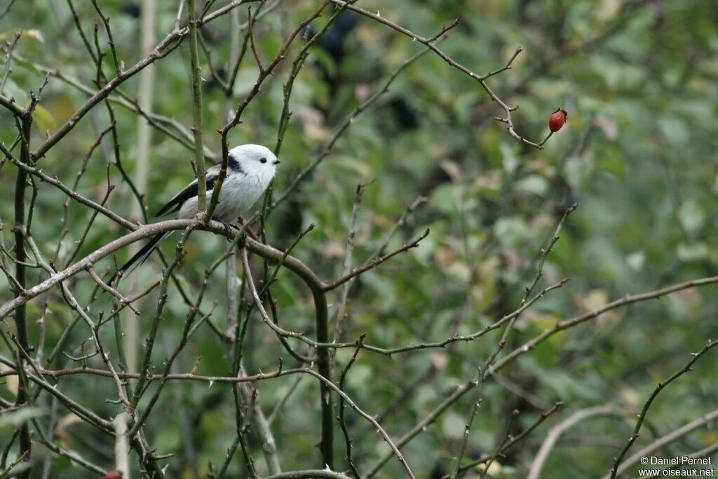 Long-tailed Titadult, identification