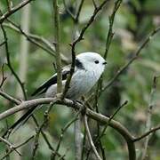 Long-tailed Tit