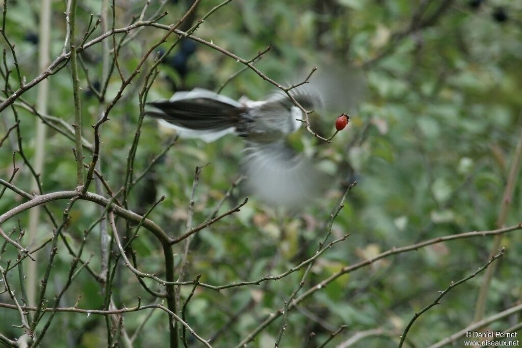 Long-tailed Titadult, Flight