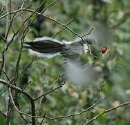 Long-tailed Tit