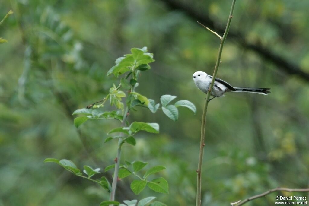 Long-tailed Titadult, identification