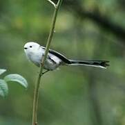 Long-tailed Tit