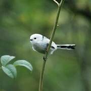 Long-tailed Tit