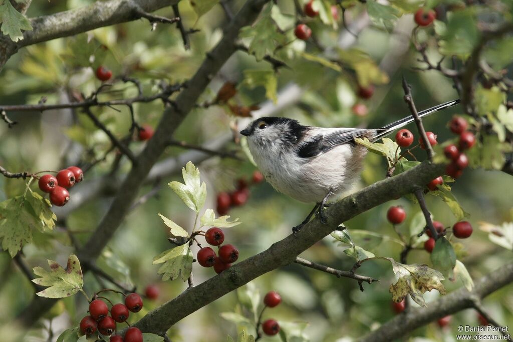 Long-tailed Titadult, identification