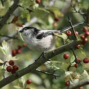 Long-tailed Tit