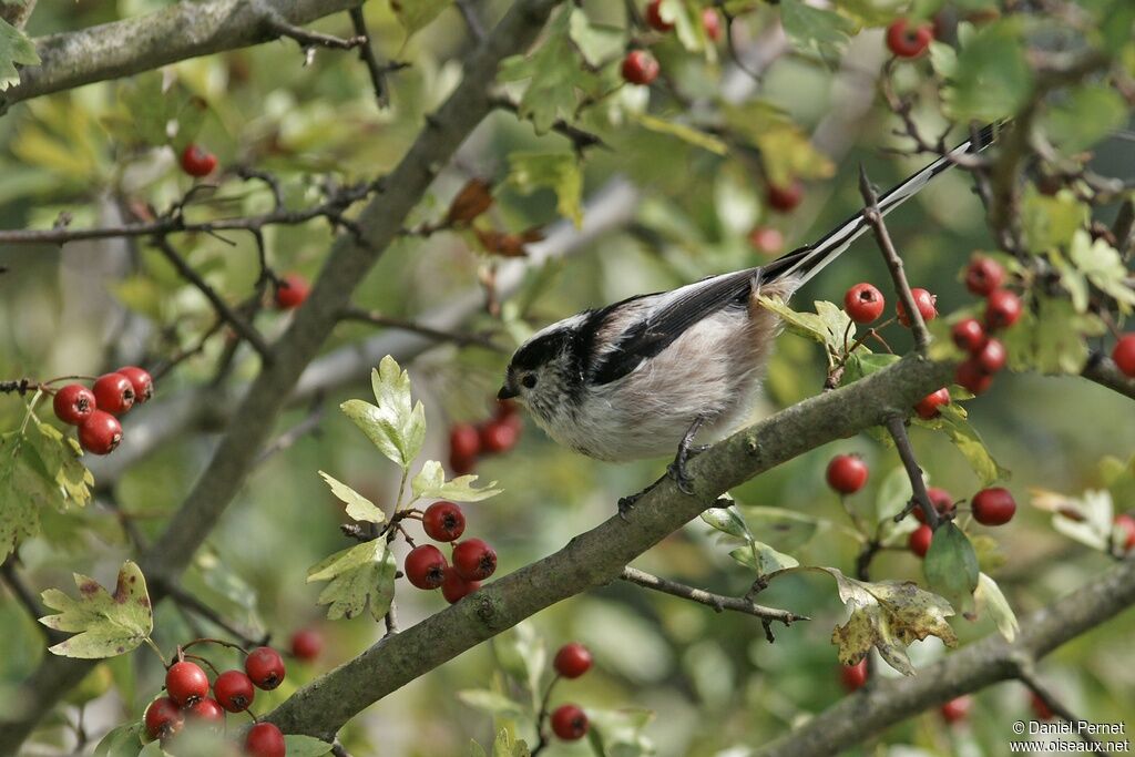 Long-tailed Titadult, identification