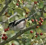 Long-tailed Tit