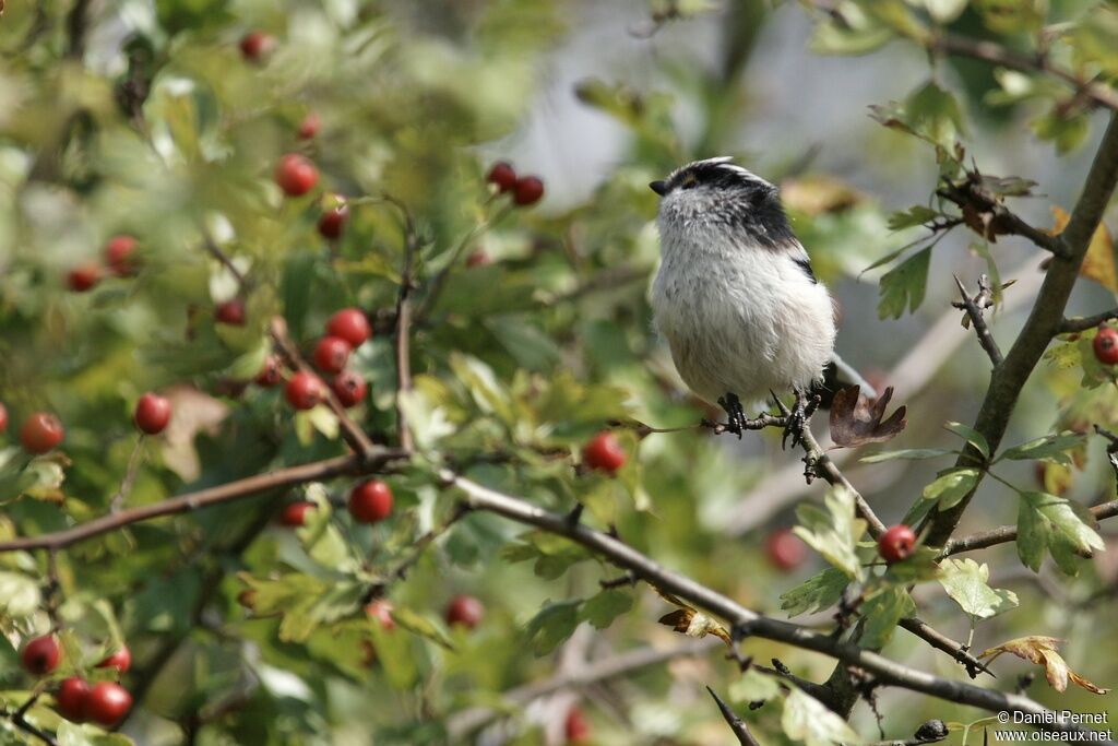 Long-tailed Titadult, identification